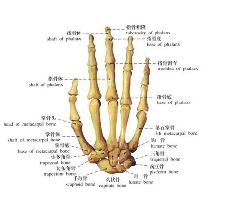 手骨粗有錢